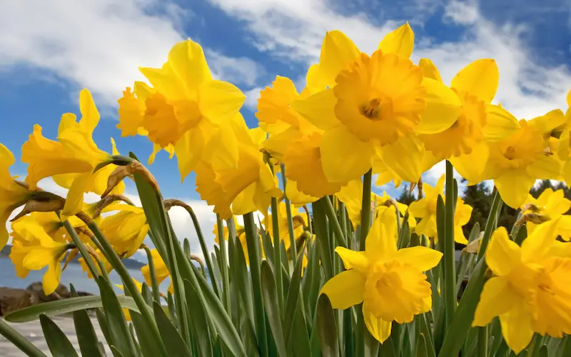 Daffodil: نرگس زرد