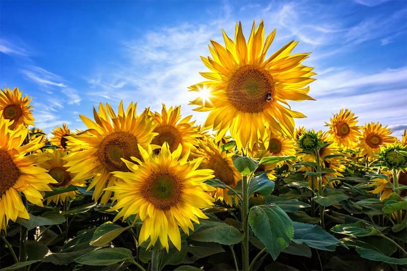 Sunflower: گل آفتابگردان